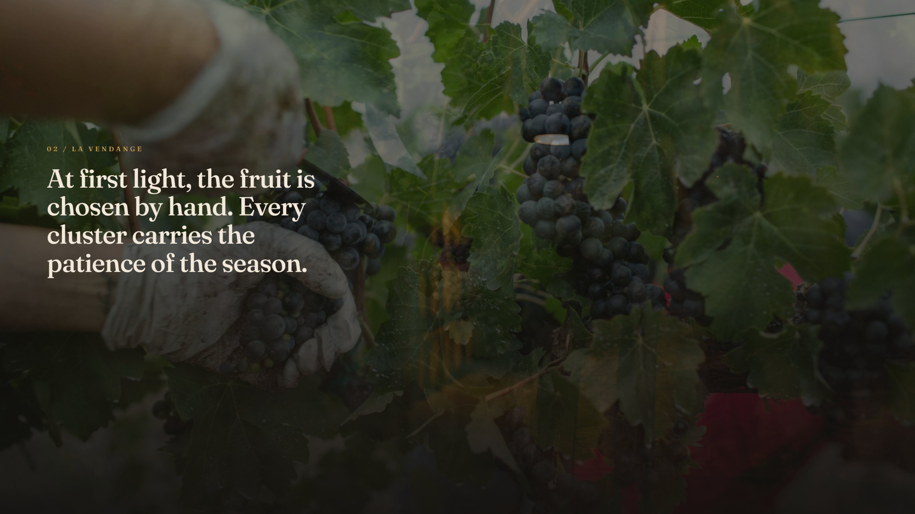 Screenshot 2 of Vignoble